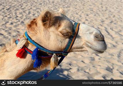 Camels on the beach in Dubai Marina UAE
