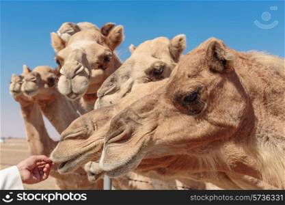 Camels on the farm