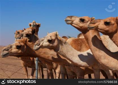 Camels on the farm UAE