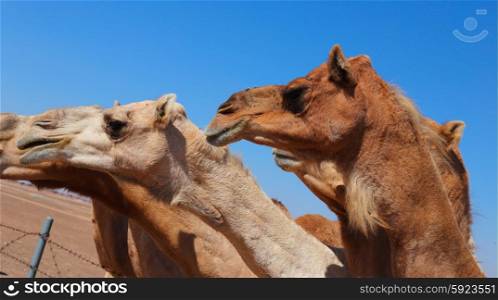 Camels on the farm UAE