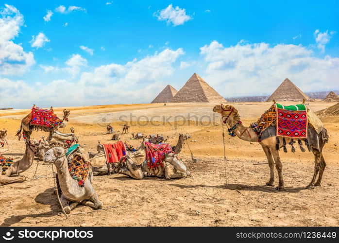 Camels resting near pyramids in desert of Giza, Egypt. Pyramids and camels