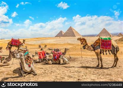 Camels resting near pyramids in desert of Giza, Egypt. Pyramids and camels