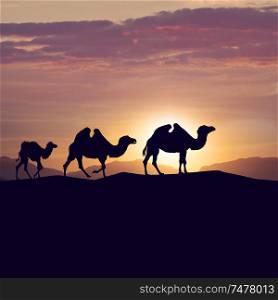 camels silhouettes in dunes at sunset