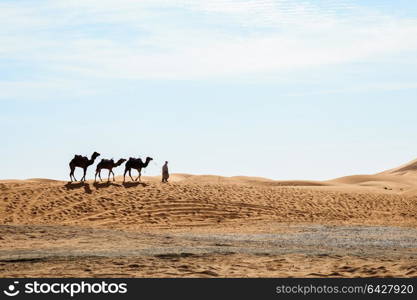 Camels walking at erg shebby in Sahara desert, Morocco