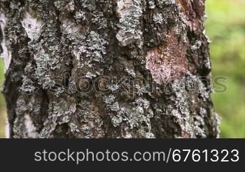 Camera moving along the tree trunk, closeup view