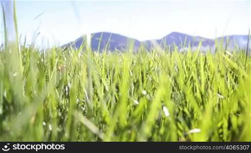 Camera moving through green grass in the Alps mountains