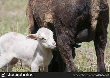Cameroon Sheep Ewe With Her Tarasconnais Cross Cameroon Twin Lambs