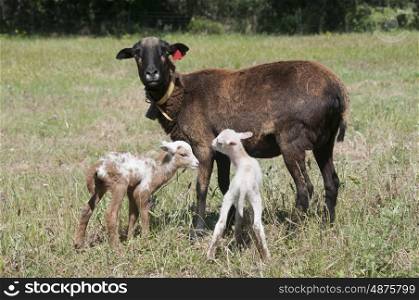 Cameroon Sheep Ewe With Her Tarasconnais Cross Cameroon Twin Lambs