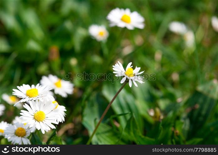 camomile against the background of green grass