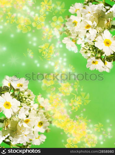 Camomile aroma