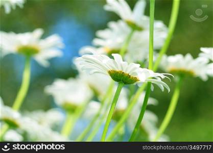 camomile daisy flowers in the sky