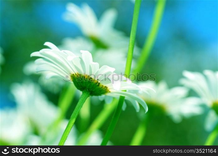 camomile daisy flowers in the sky