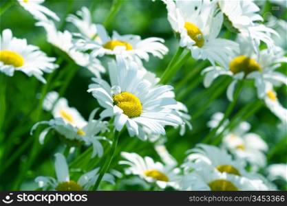 camomile daisy flowers nature background