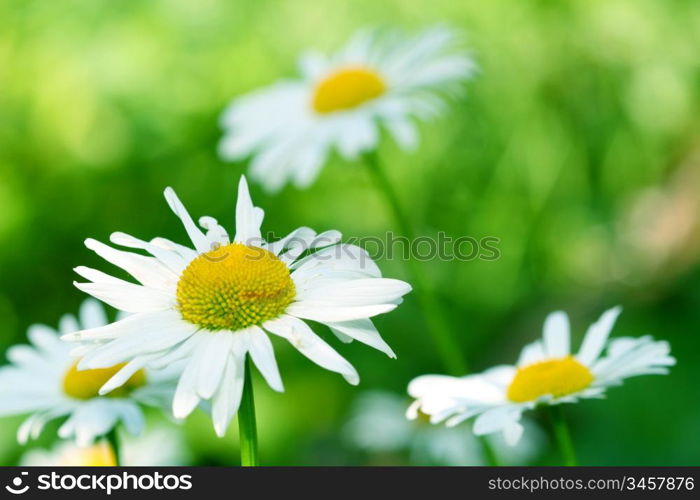 camomile daisy flowers nature background