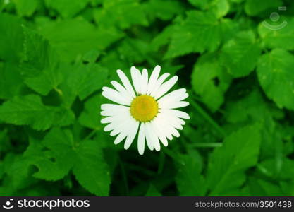 camomile daisy flowers nature background