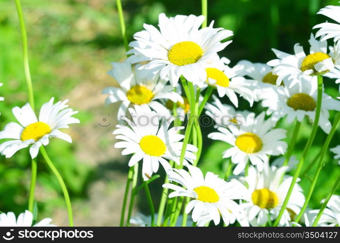 camomile daisy flowers nature background