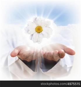 camomile flower. A camomile flower and human hands illustration
