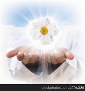 camomile flower. A camomile flower and human hands illustration