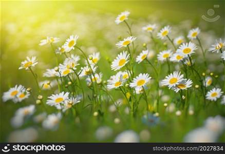 Camomile flower and sun shine. Nature composition.