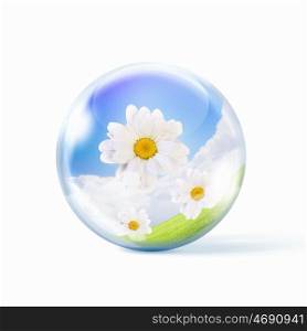 camomile flower. bunch of fresh camomile flowers inside a glass sphere
