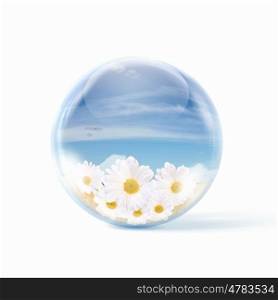 camomile flower. bunch of fresh camomile flowers inside a glass sphere