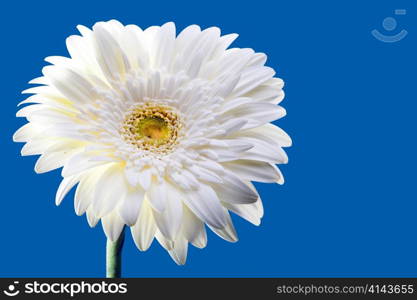 Camomile flower on a blue background