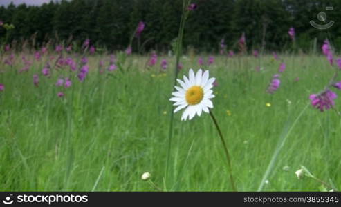 Camomile flower on meadow.