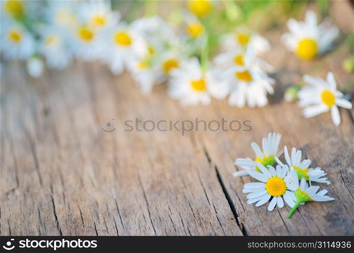 camomile flower on wood