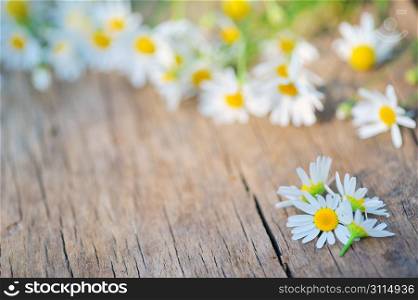 camomile flower on wood