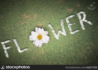 Camomile flower. Word flower with camomile instead of letter O