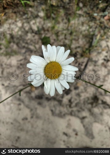 Camomile flowers against background of the sand .. Camomile flowers against background of the sand . Background nature .