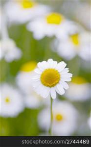 Camomile flowers, focus on one flower, shallow dof.