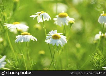 camomile flowers on a field