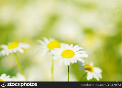 camomile flowers on a field