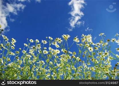 camomile flowers on cloudy sky