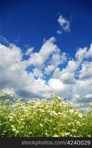 camomile flowers on cloudy sky