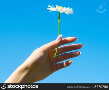 camomile in a hand agaist blue sky