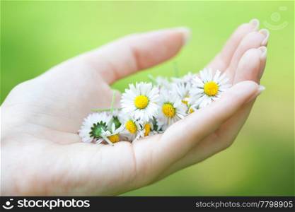 camomile in the hands of women