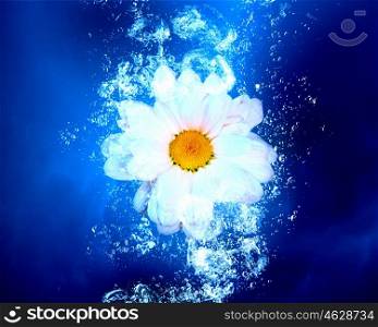 Camomile is water. Camomile flower in clear blue water splashes