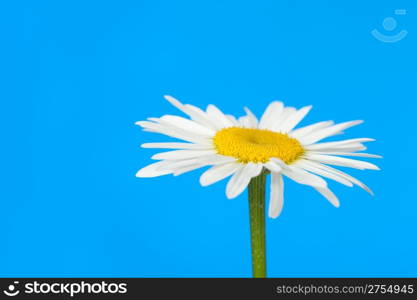 Camomile. It is isolated on a blue background