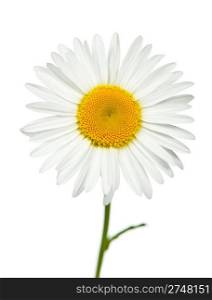 Camomile. It is isolated on a white background