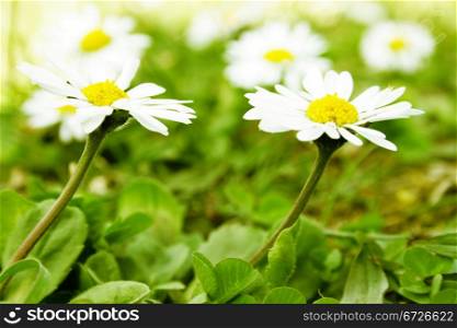 Camomile on a field