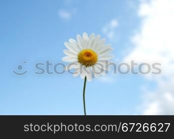 Camomile on a field