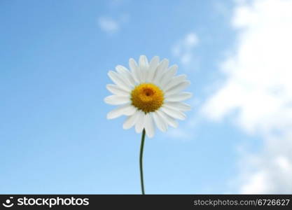 Camomile on a field