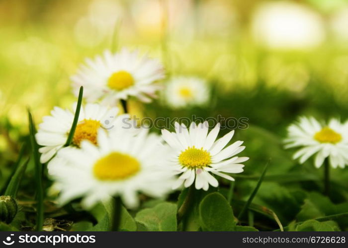 Camomile on a field