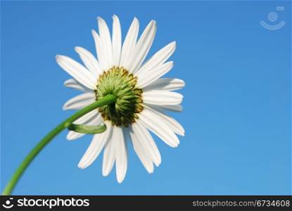 Camomile on the blue sky background. Camomile