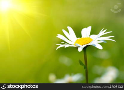 Camomile on the field with green grass