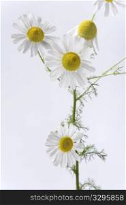 Camomile plant with flowers on white background