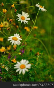 camomile with bokeh on green grass and wildflowers background