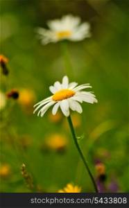 camomile with bokeh on green grass and wildflowers background